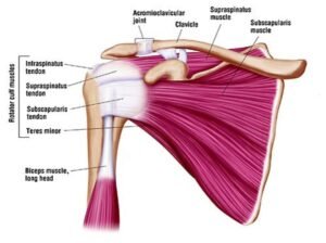 Rotator Cuff Injury Specialist in Bhopal | Dr. Mayank Sharma