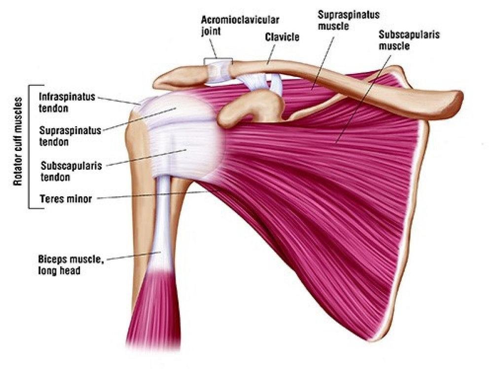 Rotator cuff injury specialist in bhopal | Dr. Mayank Sharma